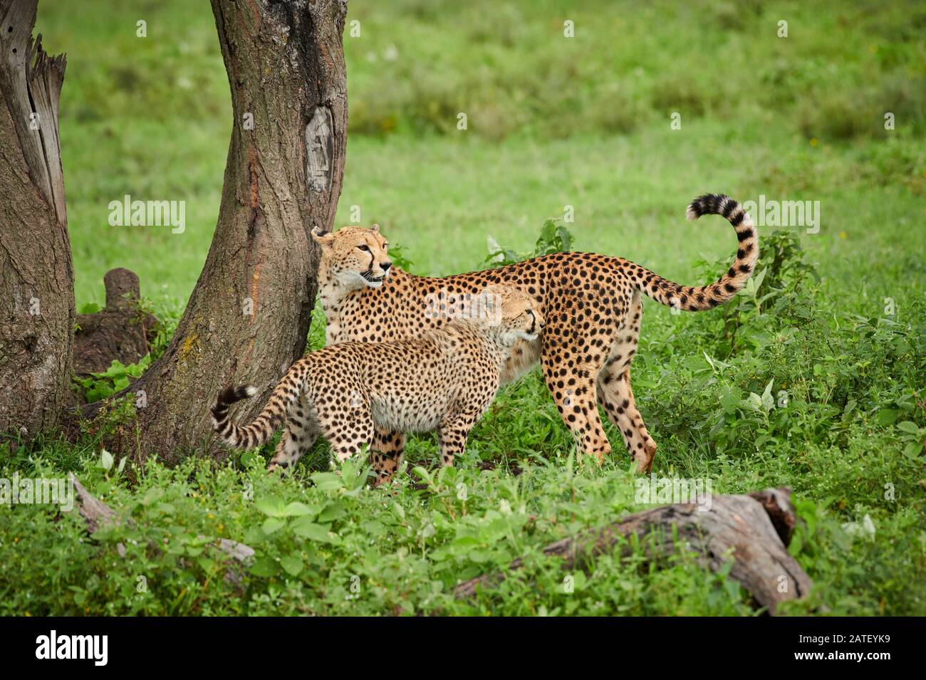 Cheetah cub con madre, Acinonyx jubatus, en el Parque Nacional Serengeti, Acinonyx jubatus, Patrimonio de la Humanidad de la UNESCO, Tanzania, África Foto de stock