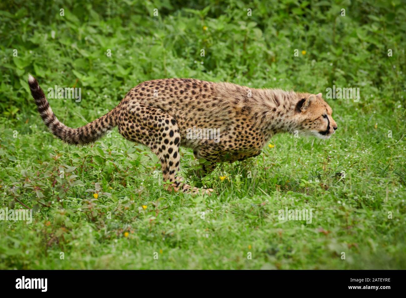 Cheetah cub, Acinonyx jubatus, en el Parque Nacional Serengeti, Acinonyx jubatus, Patrimonio de la Humanidad de la UNESCO, Tanzania, África Foto de stock
