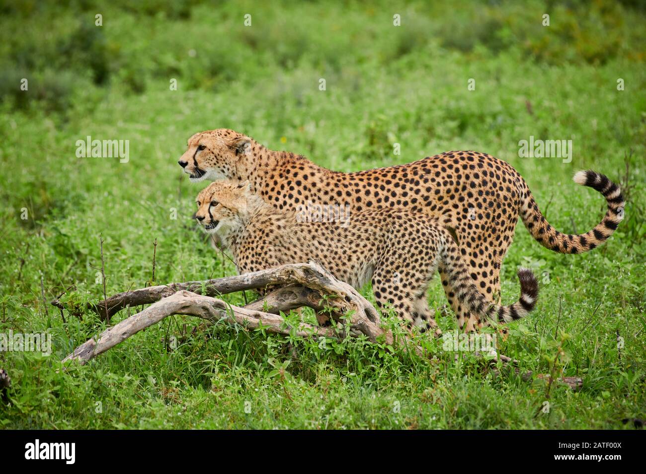 Cheetah cub jugando con la madre, Acinonyx jubatus, en el Parque Nacional Serengeti, Acinonyx jubatus, Patrimonio de la Humanidad de la UNESCO, Tanzania, África Foto de stock