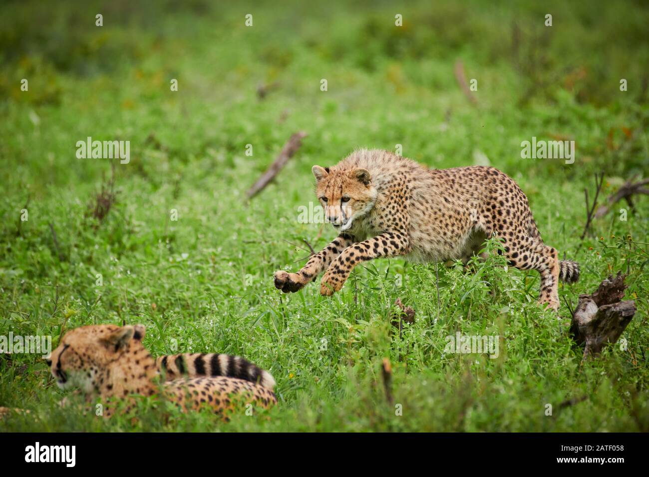 Cheetah cub jugando con la madre, Acinonyx jubatus, en el Parque Nacional Serengeti, Acinonyx jubatus, Patrimonio de la Humanidad de la UNESCO, Tanzania, África Foto de stock