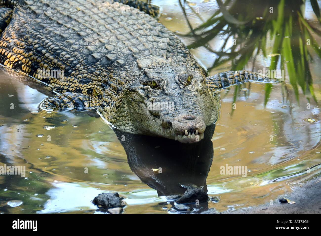Cocodrilo de agua salada, Leistenkrokodil, Crocodylus porosus Foto de stock