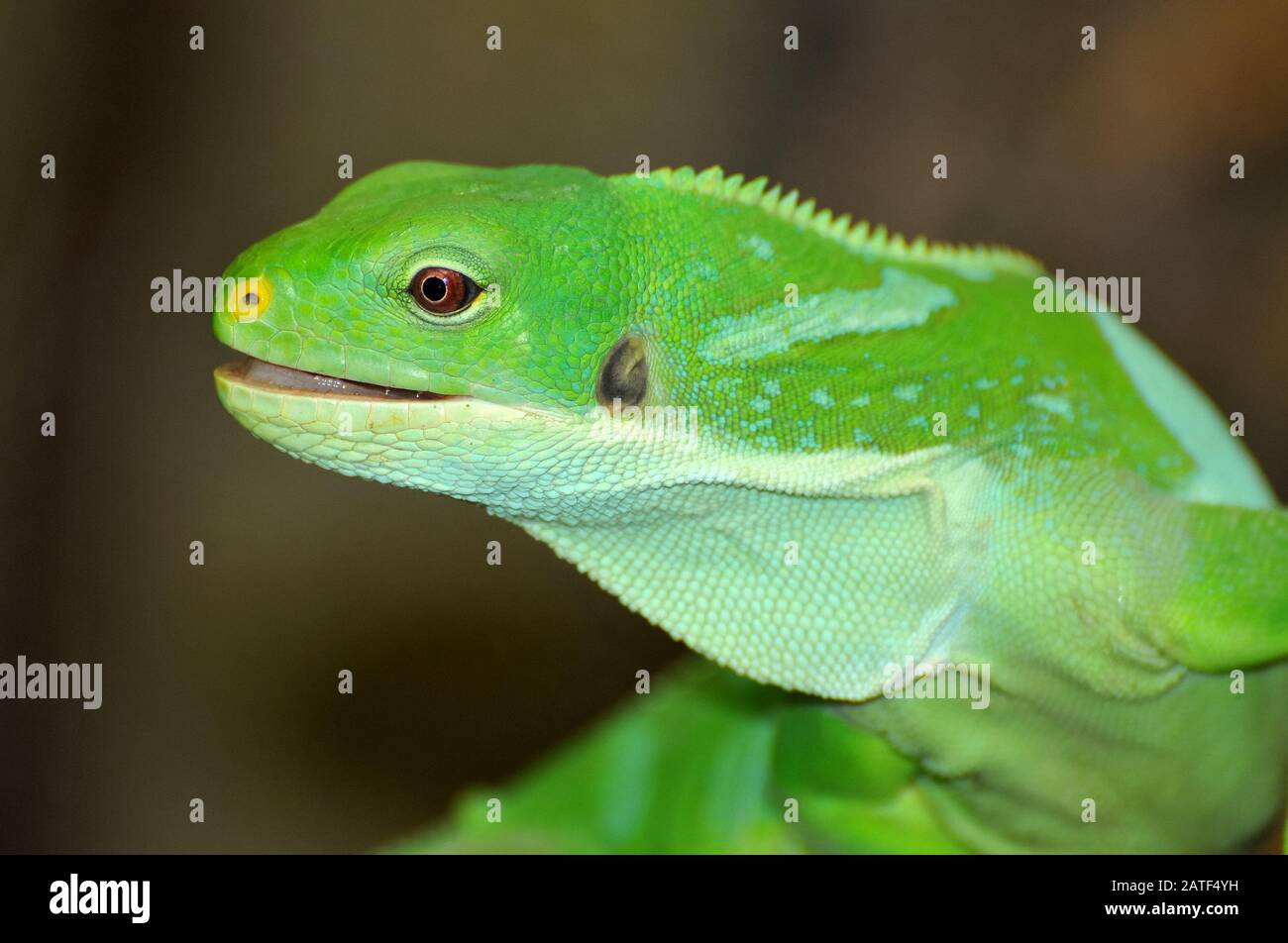 Lau banded iguana, Kurzkammleguan, Brachylophus fasciatus, en peligro, szalagos leguán Foto de stock
