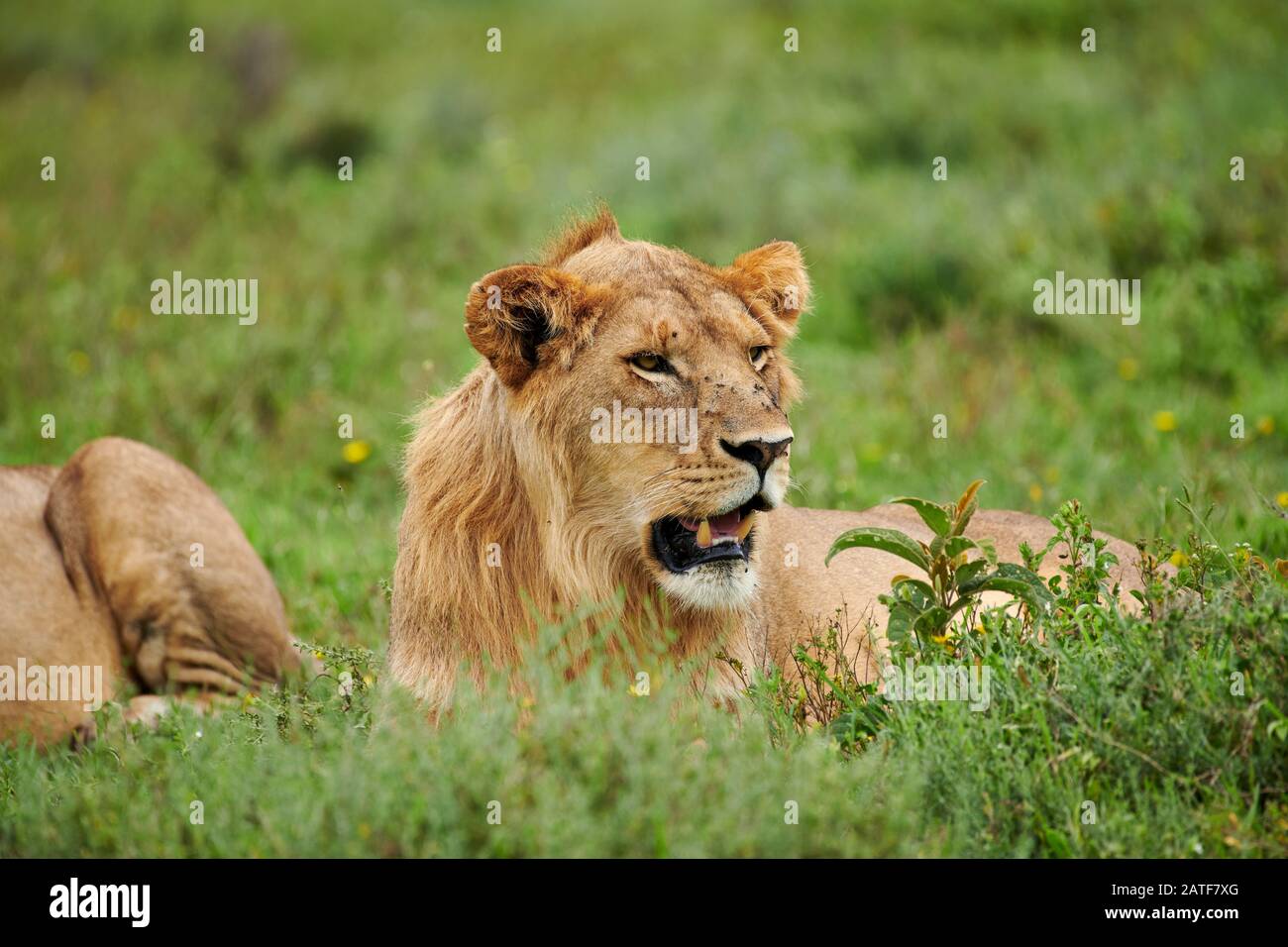 León masculino más joven (Panthera leo) en el Parque Nacional Serengeti, Patrimonio de la Humanidad de la UNESCO, Tanzania, África Foto de stock