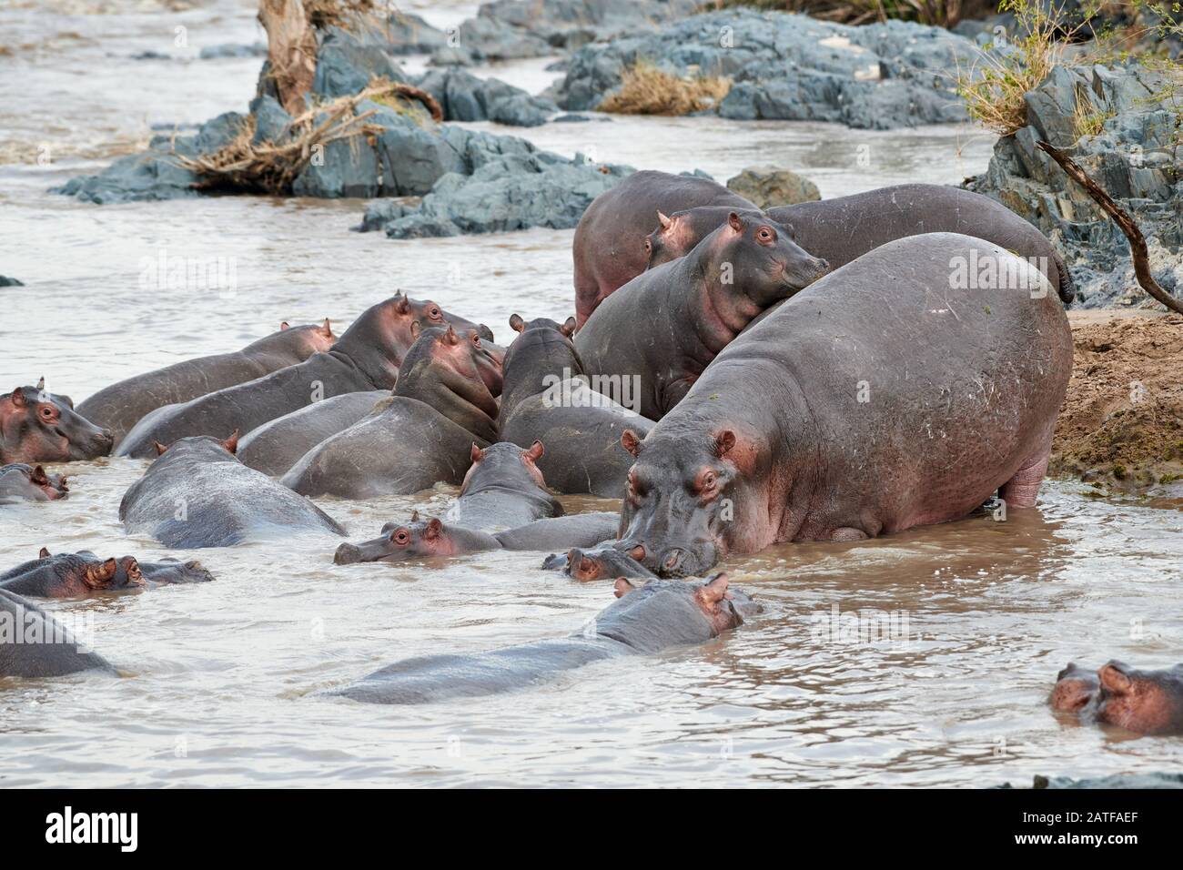 Lucha contra Hippos (Hippopotamus amphibius) en el famoso Hippo-Pool del Parque Nacional Serengeti, Patrimonio de la Humanidad de la UNESCO, Tanzania, África Foto de stock