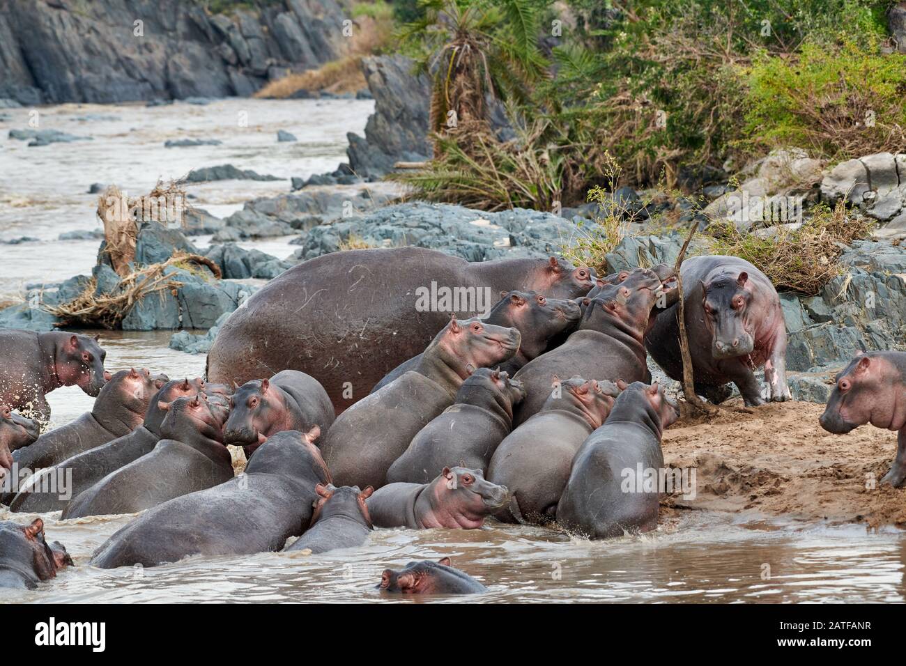Lucha contra Hippos (Hippopotamus amphibius) en el famoso Hippo-Pool del Parque Nacional Serengeti, Patrimonio de la Humanidad de la UNESCO, Tanzania, África Foto de stock