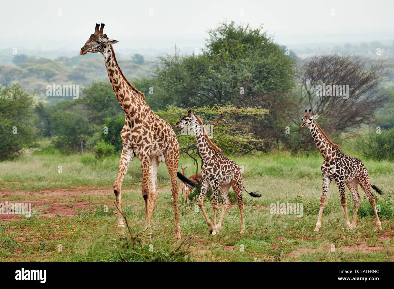 Massai giraffes 'Giraffa camelopardalis tippelskirchi' en Serengeti, Parque Nacional Serengeti, Patrimonio de la Humanidad de la UNESCO, Tanzania, África Foto de stock
