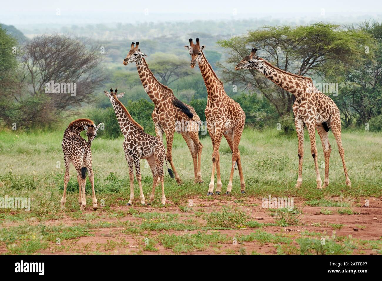 Massai giraffes 'Giraffa camelopardalis tippelskirchi' en Serengeti, Parque Nacional Serengeti, Patrimonio de la Humanidad de la UNESCO, Tanzania, África Foto de stock