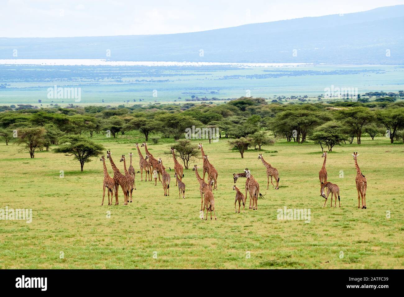 Massai giraffes 'Giraffa camelopardalis tippelskirchi' en Serengeti, Área de Conservación Ngorongoro, Patrimonio de la Humanidad de la UNESCO, Tanzania, África Foto de stock