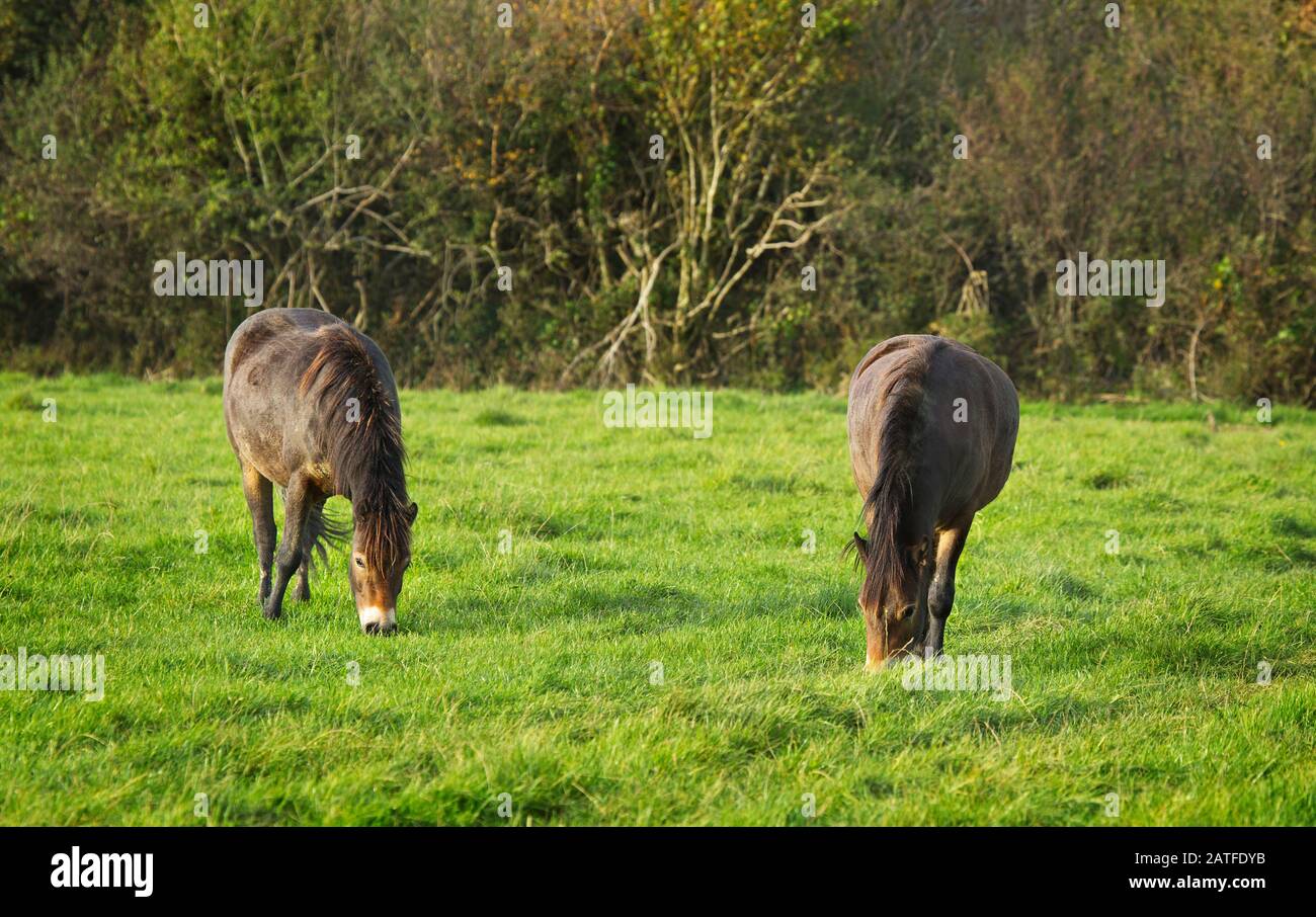 Ponis Exmoor Foto de stock