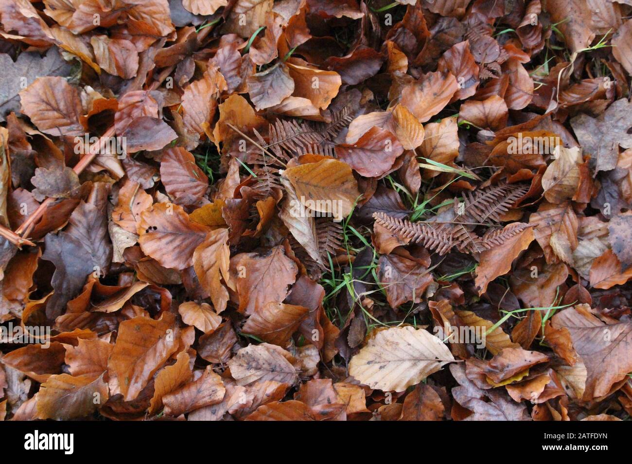 Una fotografía de un suelo boscoso cubierto de hojas otoñales, naranjas y marrones, escombros del bosque. Foto de stock