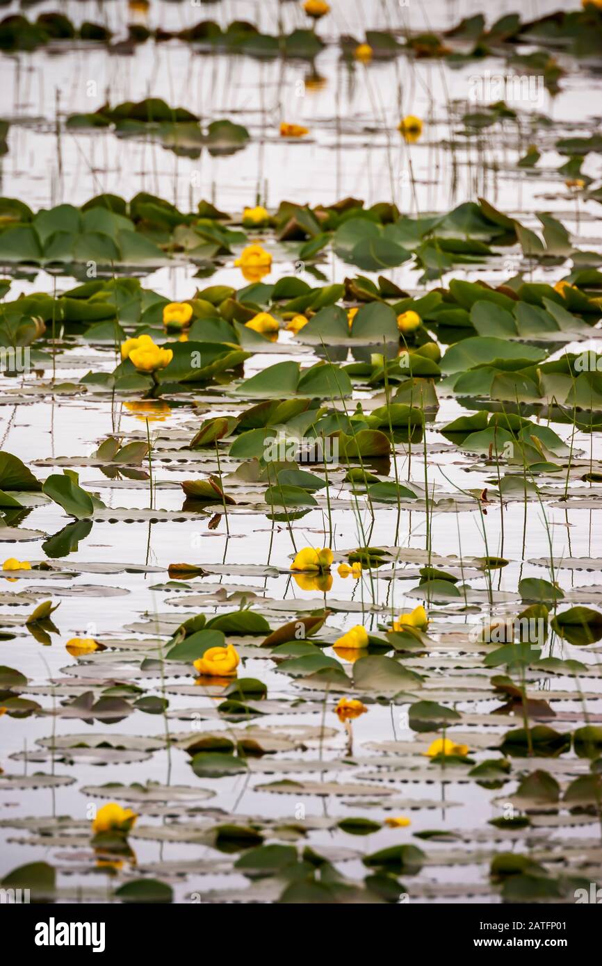 Amarillo Pondlilly (Nuphar lutea) creciendo en estanque en el Delta del Río Cobre, el Bosque Nacional Chugach, Alaska Foto de stock