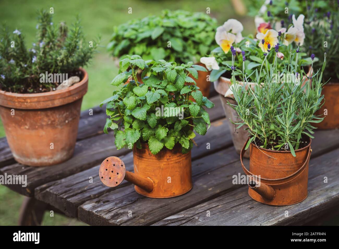 Decoración de jardín, antiguos botes de riego oxidados vintage con plantas Foto de stock
