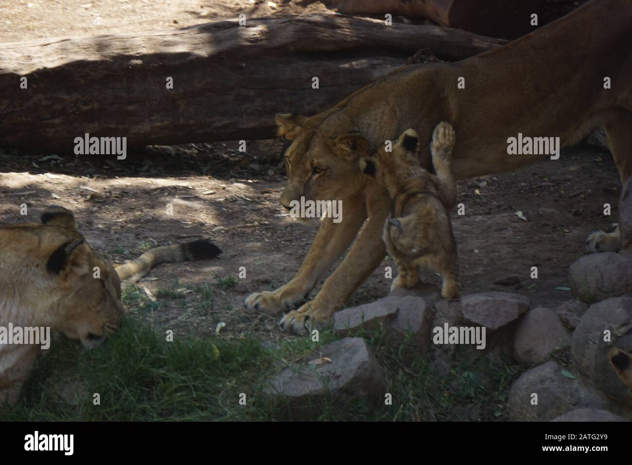 pequeños leones bebés en el desierto del sahara Foto de stock