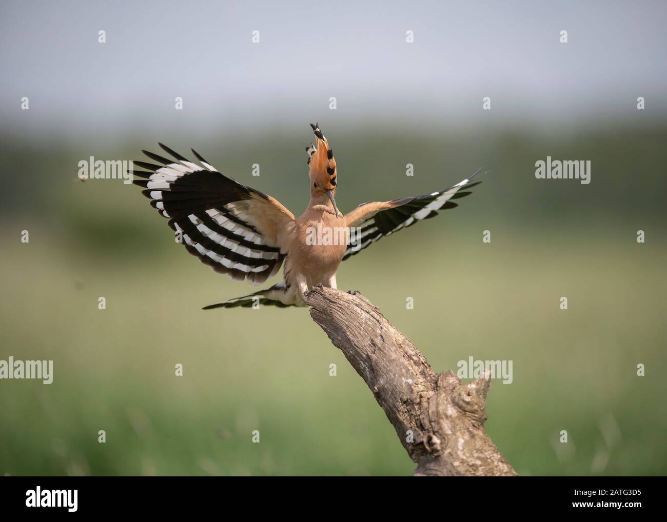 Hoopoe (Upupa epops), aterrizando en la sucursal con alimentos en su factura, Parque Nacional Hortobágy, Hungría Foto de stock