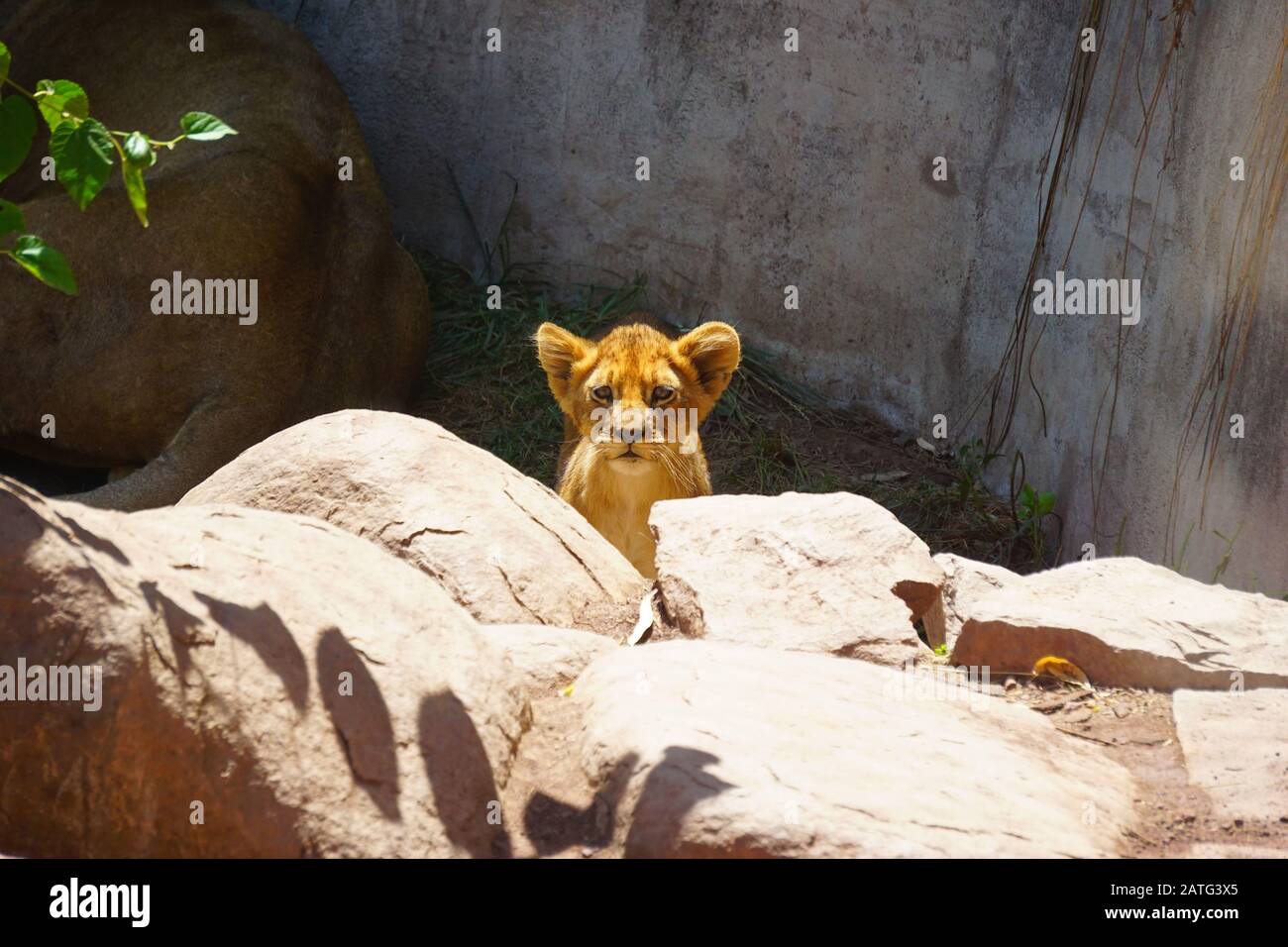 pequeños leones bebés en el desierto del sahara Foto de stock