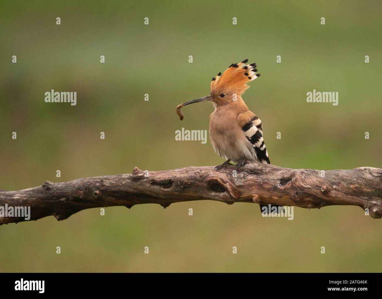 Hoopoe (Upupa epops), sentado en el registro, con comida en su factura, Parque Nacional Hortobágy, Hungría Foto de stock