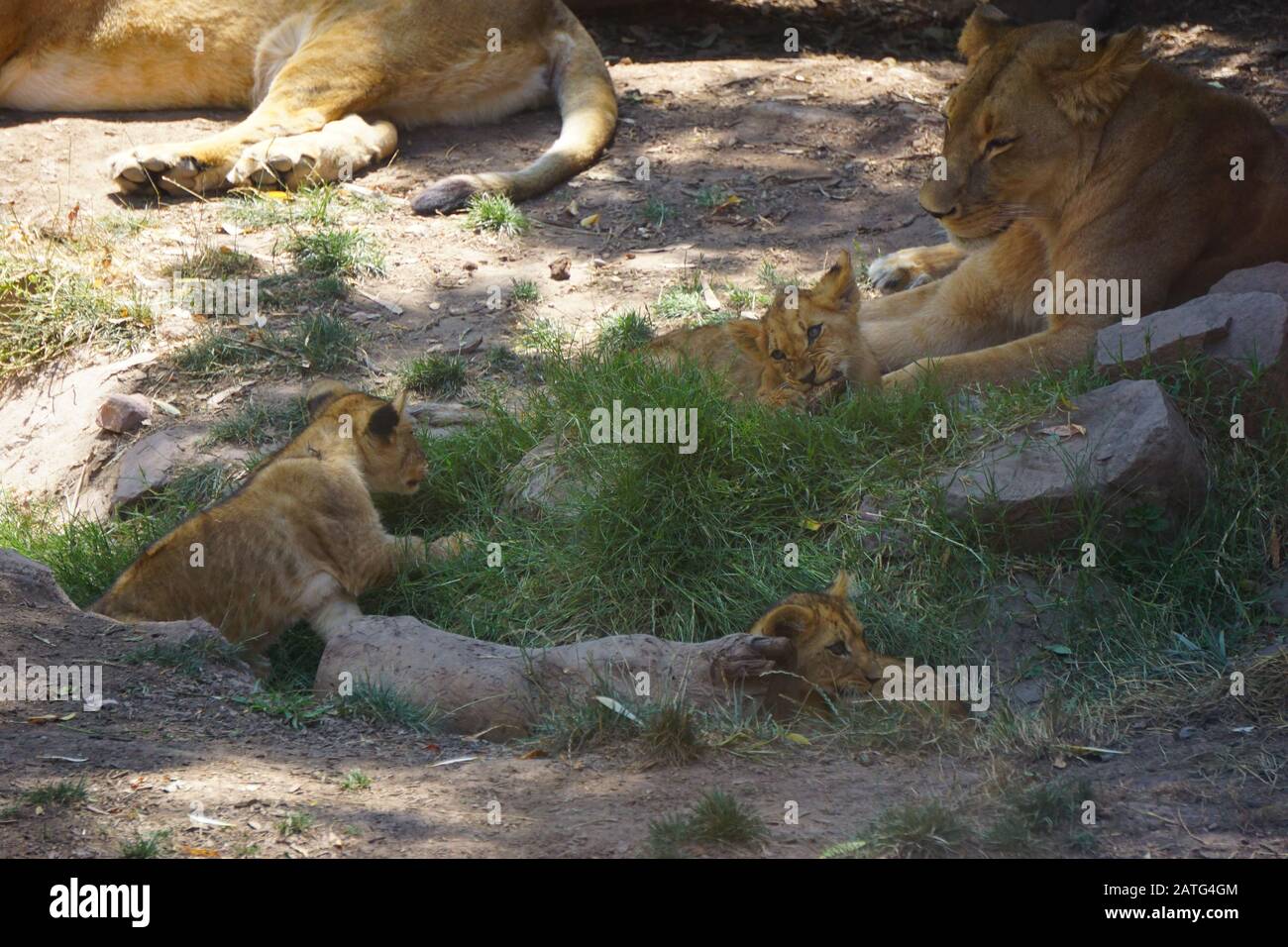 pequeños leones bebés en el desierto del sahara Foto de stock