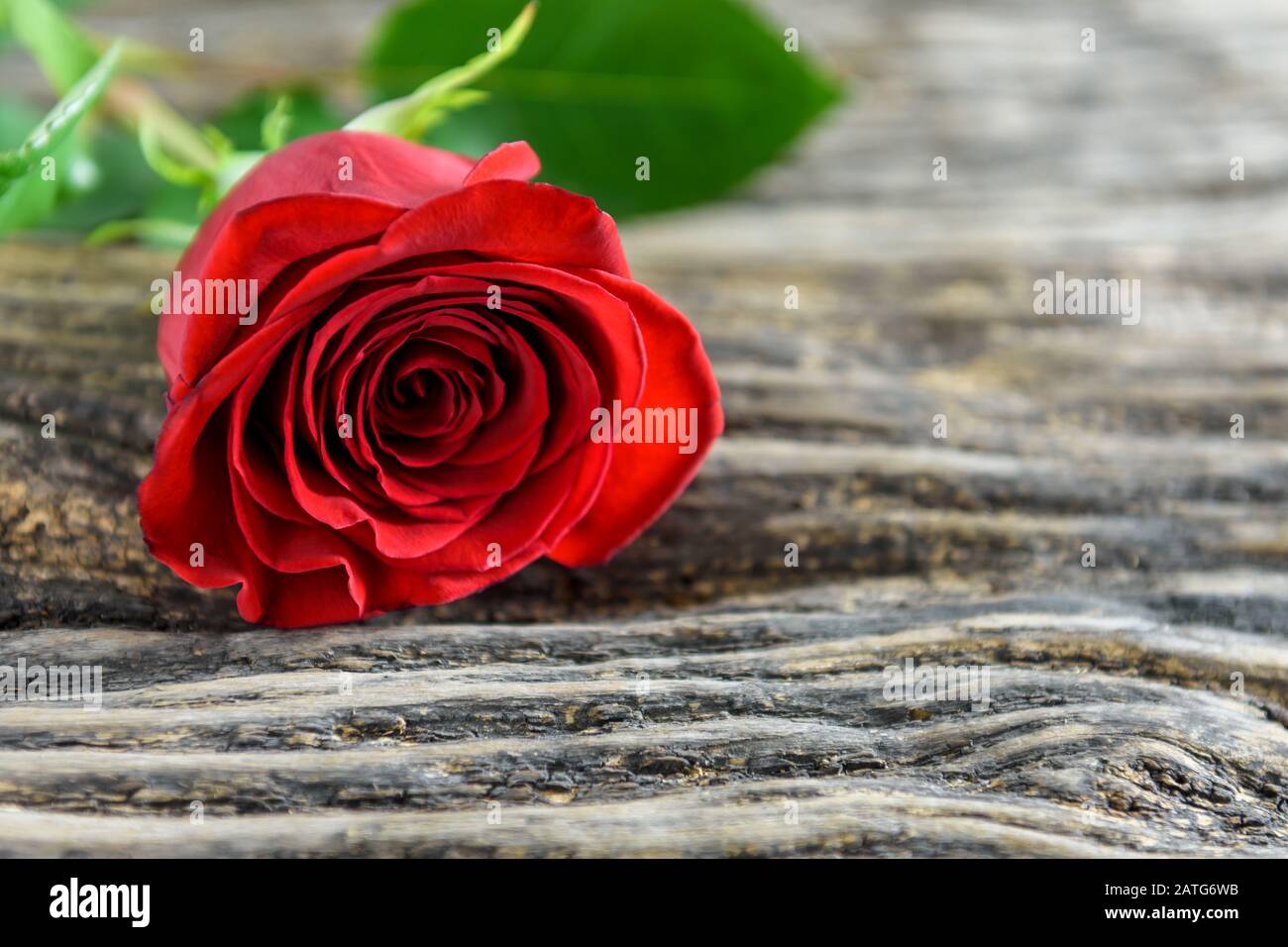 Hermosa rosa roja sobre una antigua mesa de madera con espacio para copiar texto. Enfoque selectivo. Foto de stock