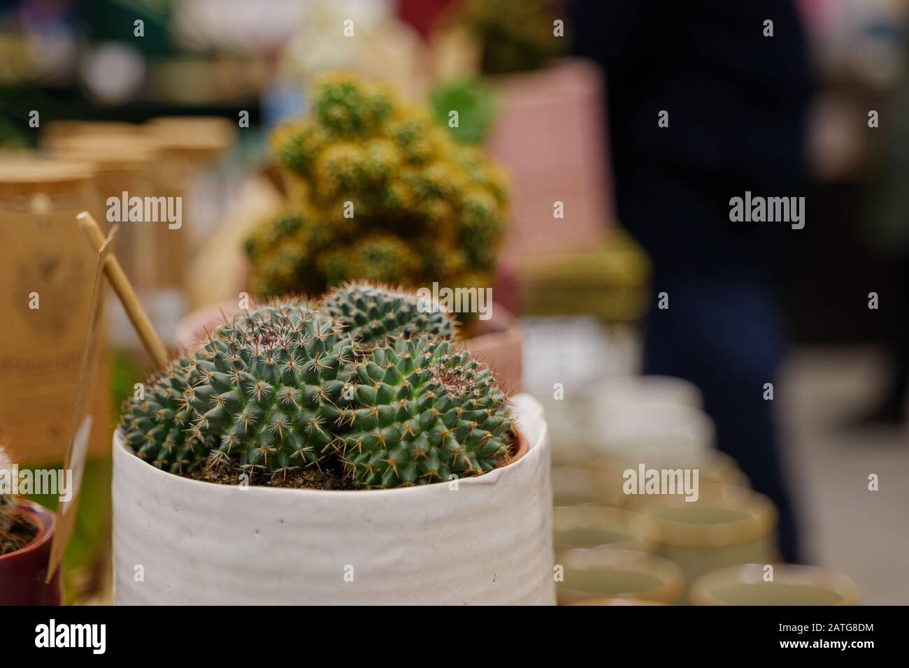 Pequeñas macetas decorativas con flores de cactus. vista desde arriba.  decoración con flores frescas. flores caseras