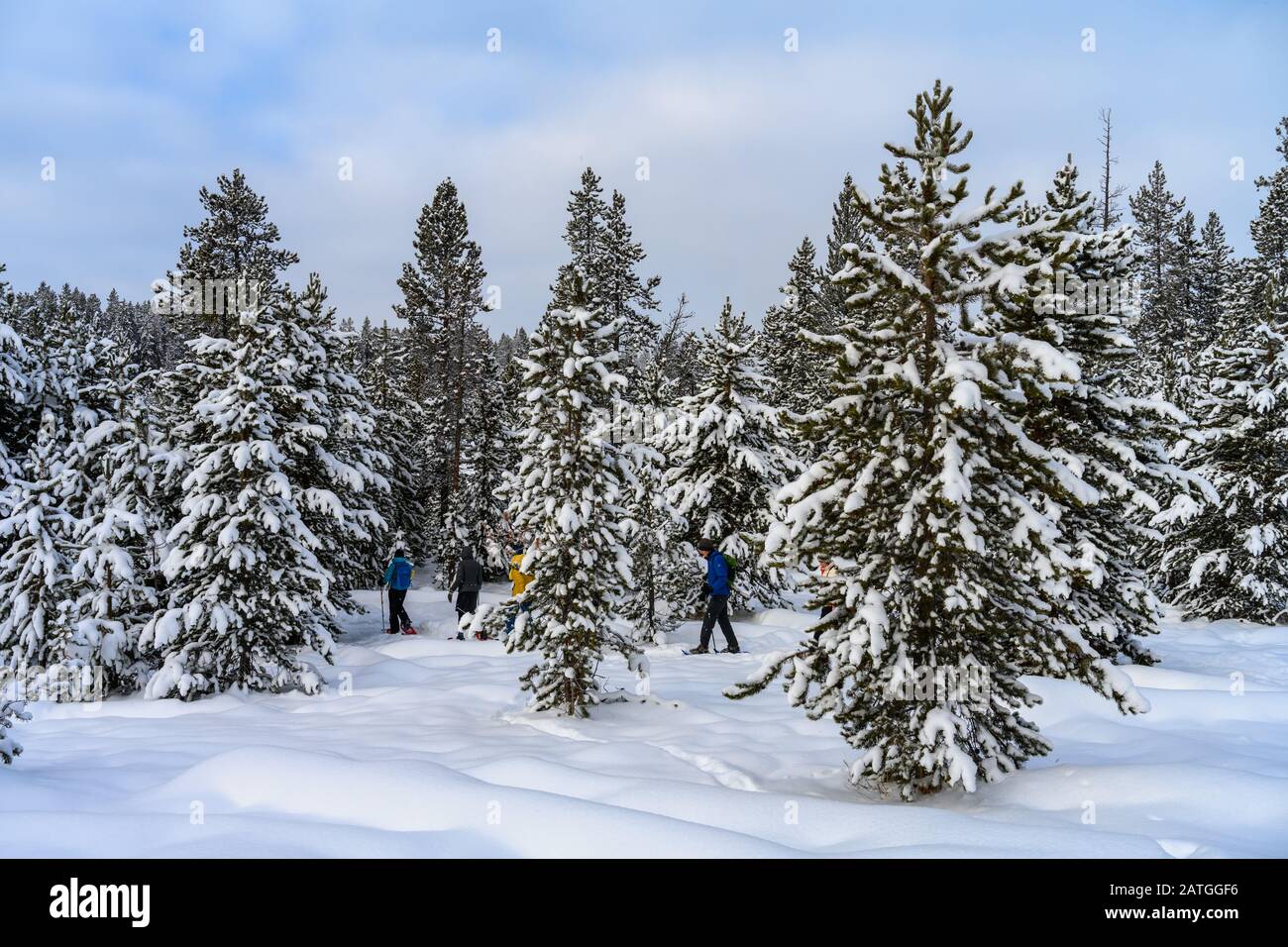 Zapato de bosque fotografías e imágenes de alta resolución - Página 3 -  Alamy