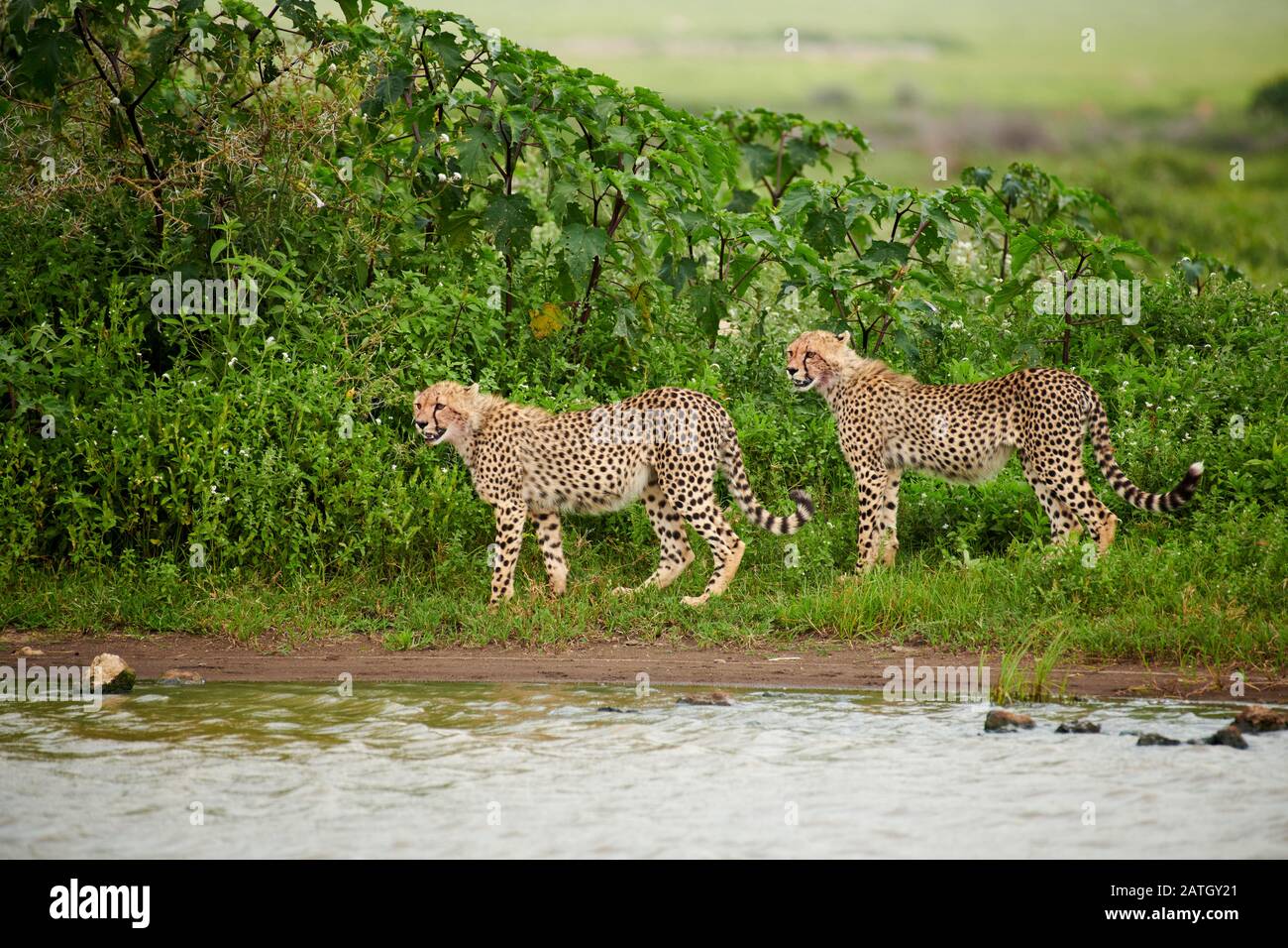 Dos jóvenes guepardos en el pozo de agua, Acinonyx jubatus, en el Parque Nacional Serengeti, Patrimonio de la Humanidad de la UNESCO, Tanzania, África Foto de stock