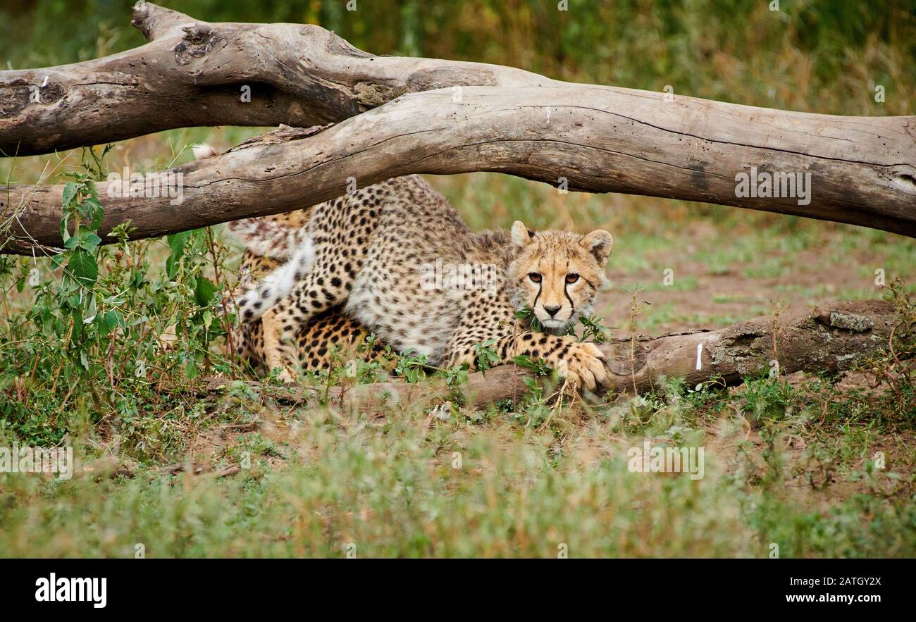 Joven cheetah, Acinonyx jubatus, en el Parque Nacional Serengeti, Patrimonio de la Humanidad de la UNESCO, Tanzania, África Foto de stock