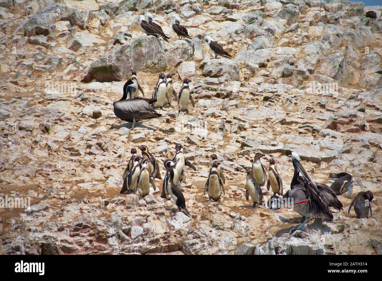 Pingüinos Humboldt de pie a lo largo de las rocas de las Islas