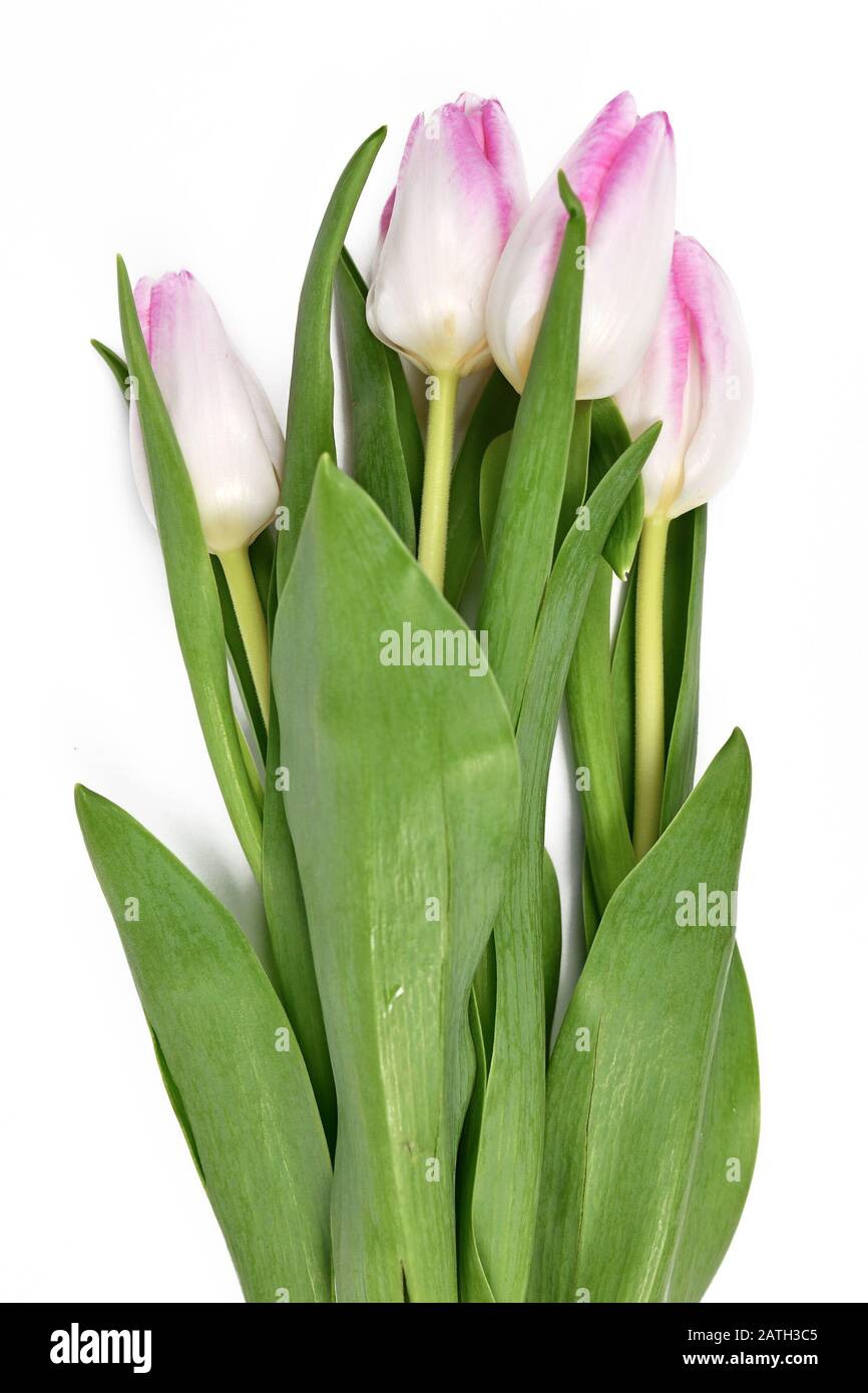 Ramo pequeño de flores de primavera de tulipanes blancos con puntas rosadas  aisladas sobre fondo blanco Fotografía de stock - Alamy
