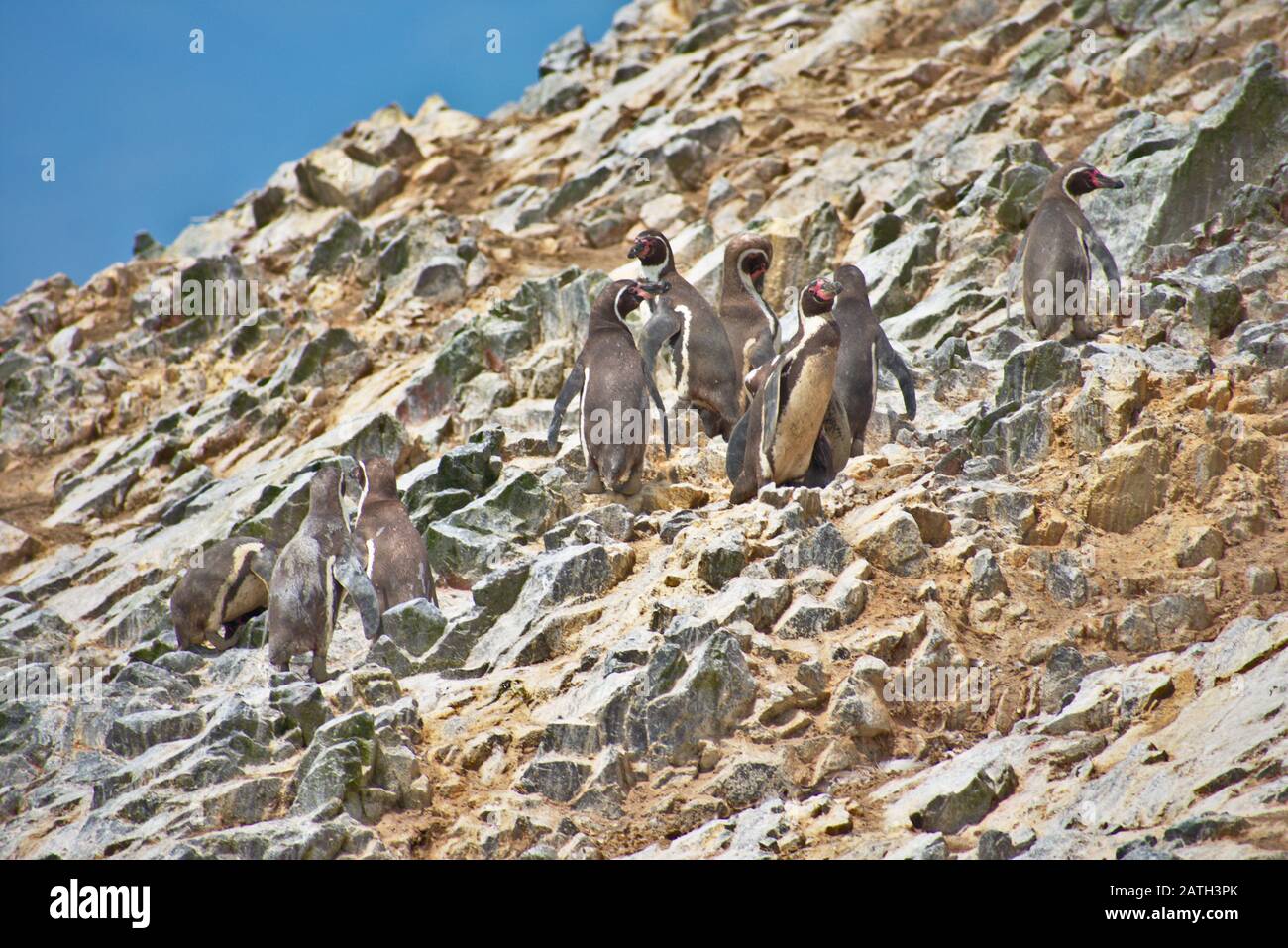 Muchos pingüinos Humboldt, que se alzan sobre un acantilado rocoso en