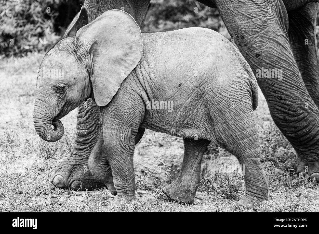 Un retrato de un bebé elefante, blanco y negro, un lindo becerro pone su tronco en su boca, orejas grandes, pies de las madres al lado Foto de stock