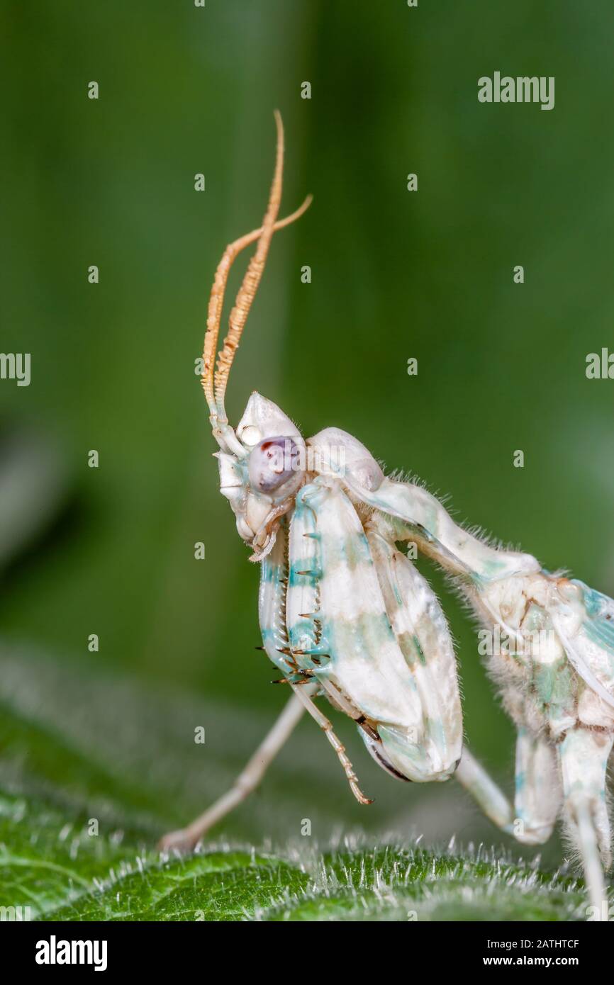Mantid de la flor del diablo (blefaropsis mendica) aka mantis egipcia de la flor Foto de stock
