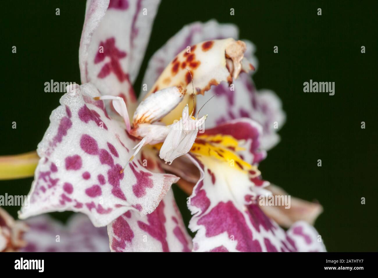 Mantis De La Orquídea (Hymenopus Coronatus) Aka Mantis De La Flor Que Camina. Nymph camuflado en flor de orquídeas. La mantis de la orquídea es una imitación magnífica. Foto de stock