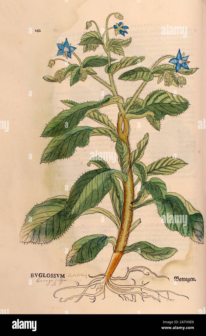 Siglo 16, acuarela, pintado a mano impresión de corte de madera de una flor de Buglossum AKA Anchusa barrelieri, el brillo de Barrelier o falso alkanet, de León Foto de stock