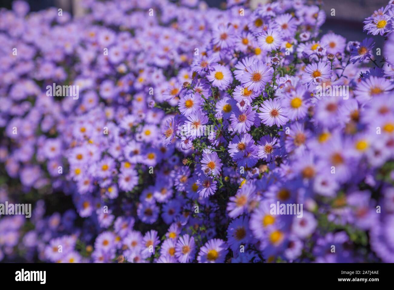 Flores Aster largo plazo, arbusto en un lecho de flores, primer plano Foto de stock