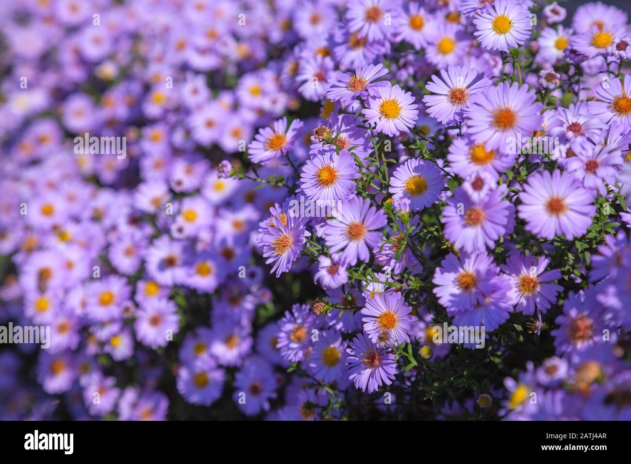 Flores Aster largo plazo, arbusto en un lecho de flores, primer plano Foto de stock
