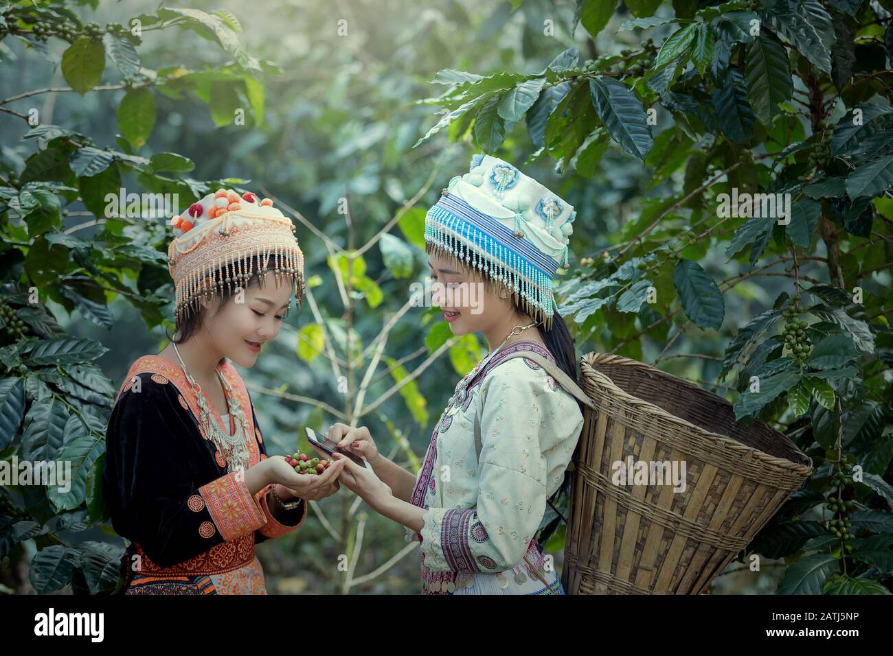 Dos hermosas mujeres cosechando café Arabica de semillas en Chiang Mai Tailandia. Foto de stock