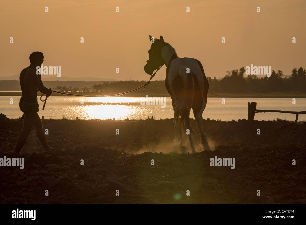 El entrenamiento de caballos en la granja de caballos y un caballo corriendo en un pequeño círculo Foto de stock
