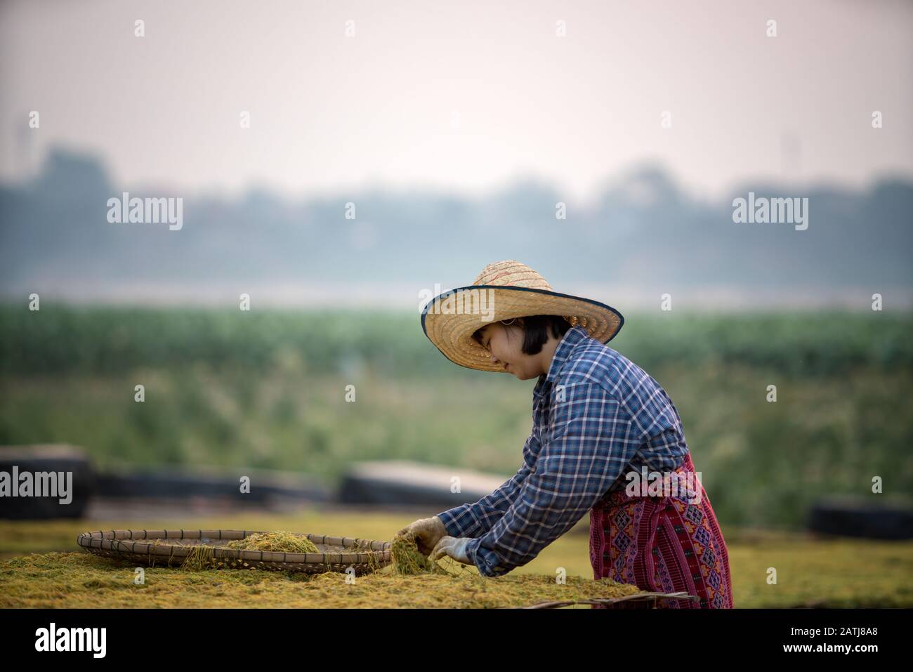 Mujer joven tailandesa que trabaja en el cultivo del tabaco en la provincia de Nongkhai, Tailandia. Foto de stock