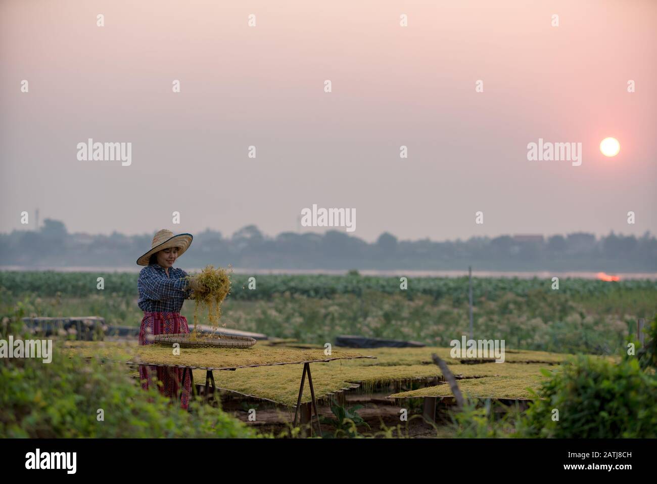 Tailandia, agricultores que cultivan tabaco o tabaco en Nong Khai, Tailandia. Foto de stock
