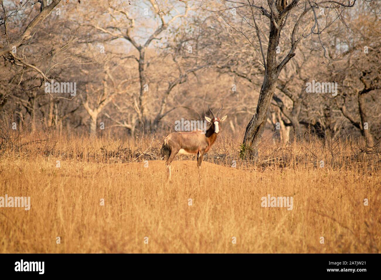 Blesbuck de pie en la sabana seca con árboles barenaked en el fondo Foto de stock