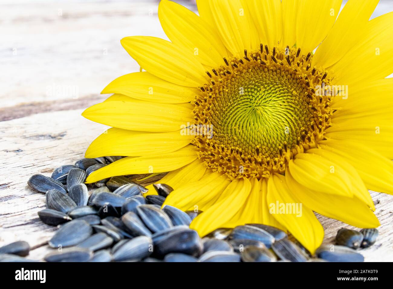 Semillas de girasol cerca de la flor de un girasol sobre un fondo de  madera. Primer plano Fotografía de stock - Alamy