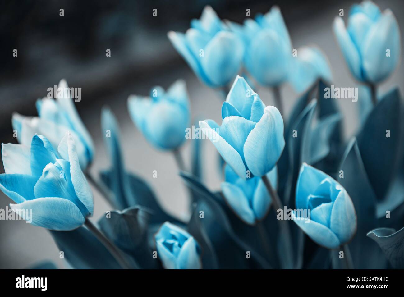 Tulipanes azules en el mercado de las flores. Fondo natural Fotografía de  stock - Alamy
