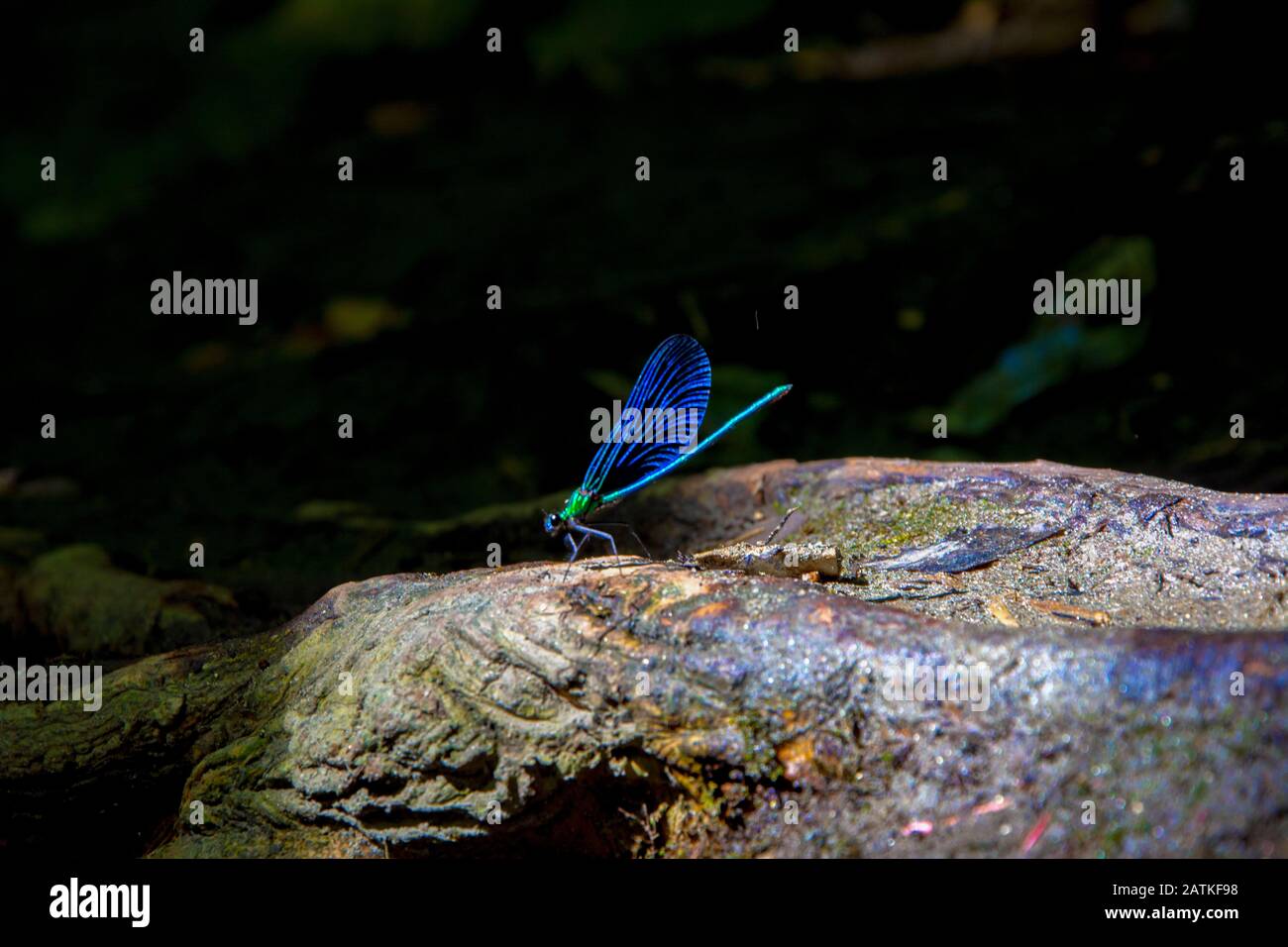 Zygoptera, mosca damselfly, libélula. Zygoptera azul (mosca damselfly, libélula) sobre el árbol en el fondo de la oscuridad Foto de stock