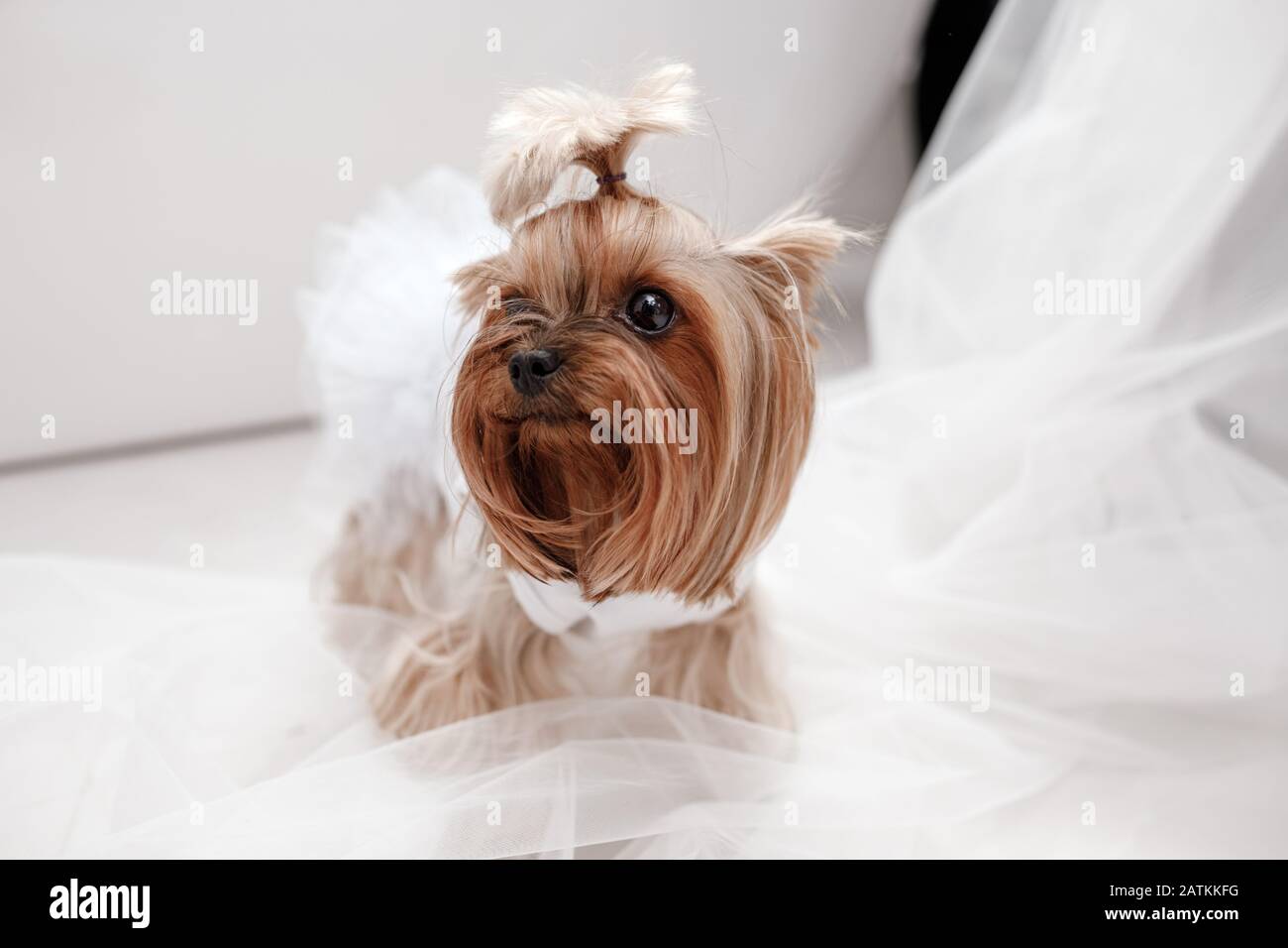 yorkshire con vestido blanco. lindo perro vestido para novia de boda sentado en una ventana blanca de fondo Fotografía de stock - Alamy