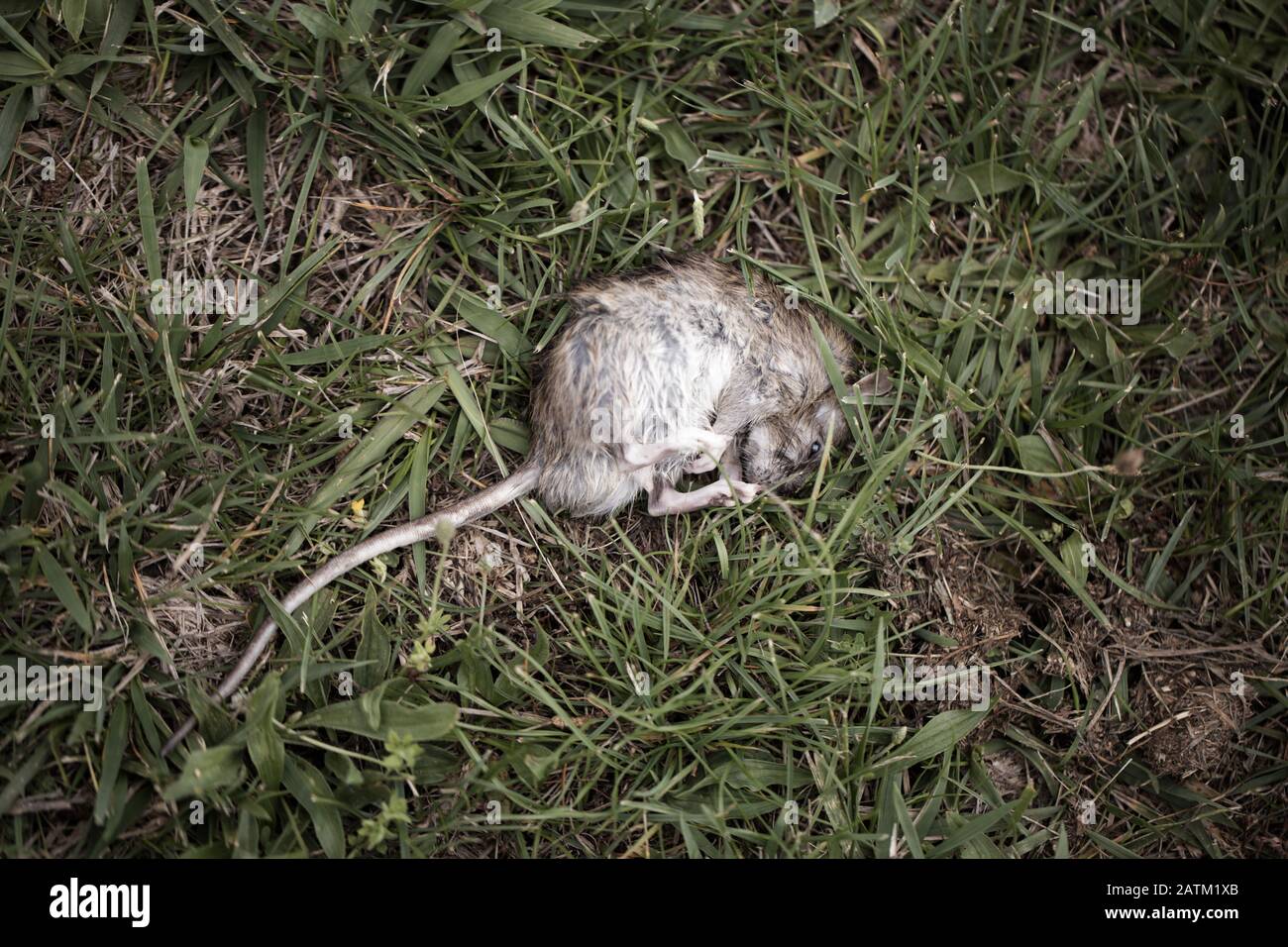 Rata recién muerta (Rattus) acostada sobre hierba Foto de stock