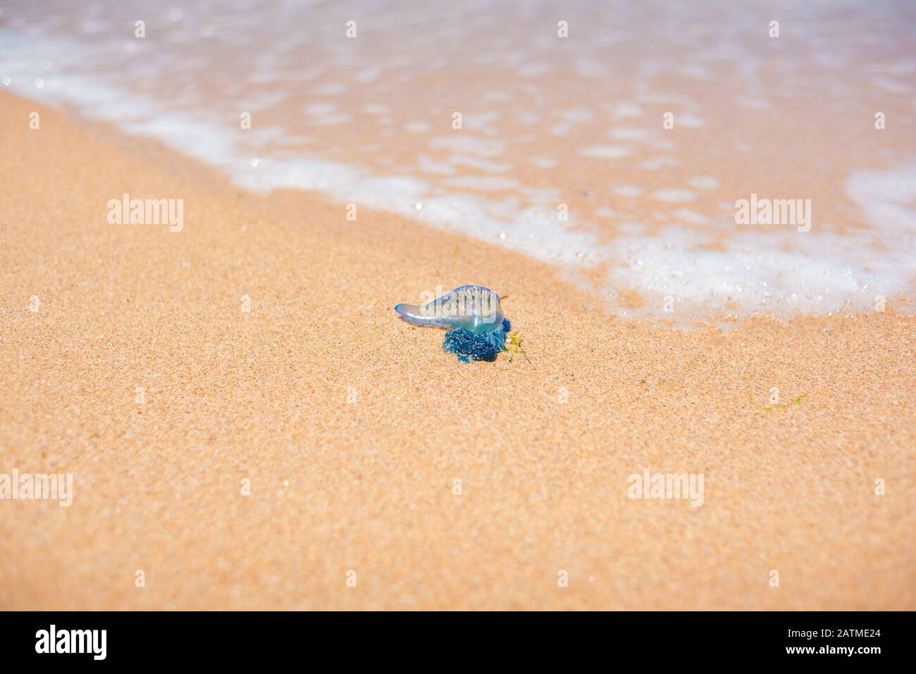 Medusas de botella azul en la arena con olas de agua suave. Verano playa peligro fondo Foto de stock