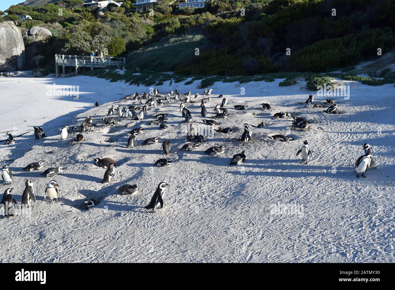 Adorables pingüinos africanos en la playa Boulders, Ciudad del Cabo