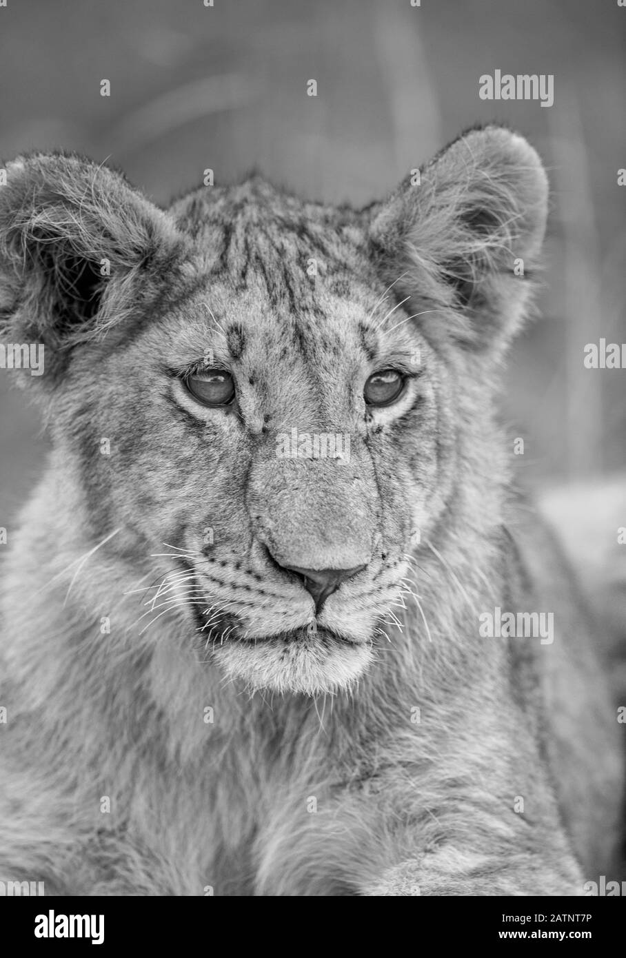 Retrato de leones, Panthera leo, tomado en el Masai Mara Conservancy, Kenia, África Foto de stock