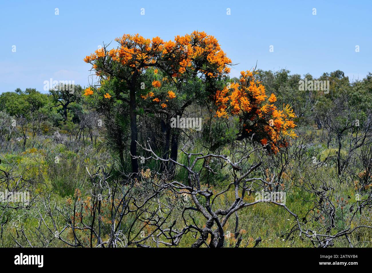 Australia, Australia Occidental Nuytsia floribunda aka Árbol de Navidad Foto de stock