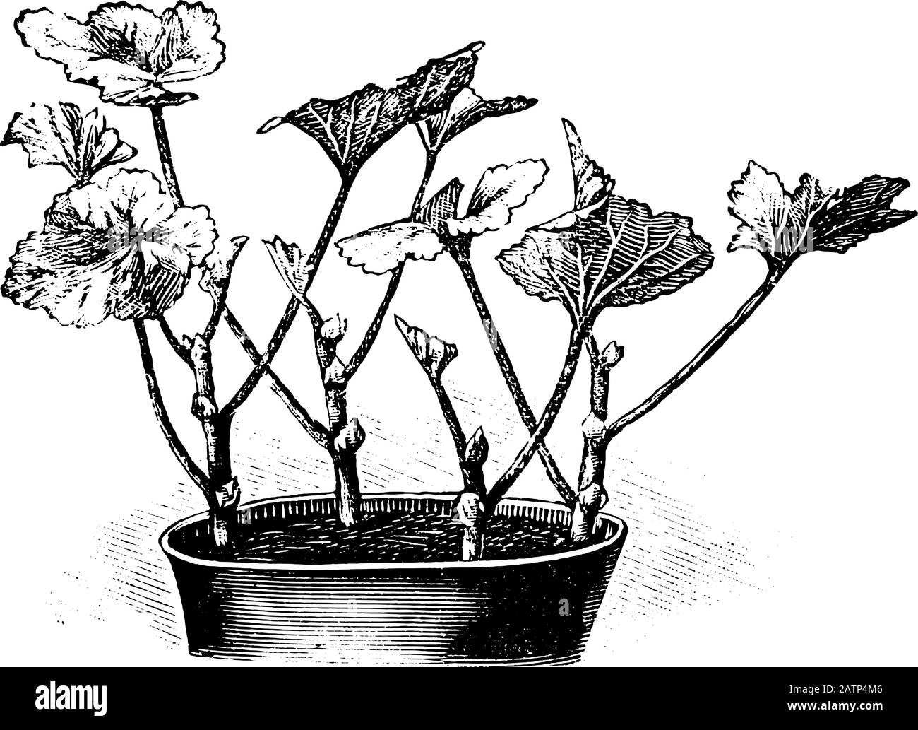 Ilustración de arte de línea vintage antigua, grabado o dibujo de cortes de plantas de Pelargonium en maceta de flores, propagación y clonación . De las plantas del libro en la habitación, Praga, 1898. Ilustración del Vector